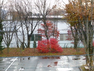 紅葉 2