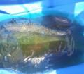 moblog_74672ec4.jpg