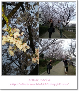 アトリエマーブル 旭 袋公園 桜まつり