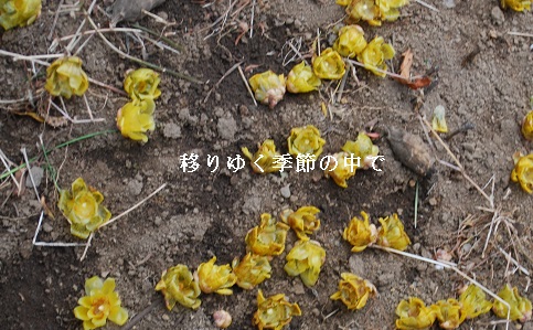 20140202rf1.jpg