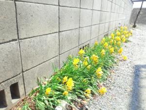 フリージア