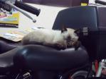conv201303150001.jpg