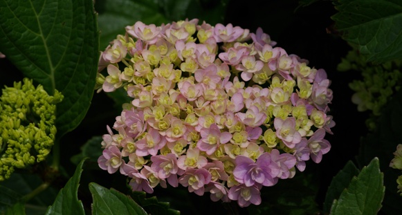 IMGP8473.jpg