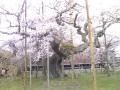 sakura.jpg