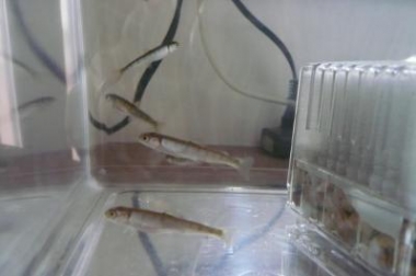 魚
