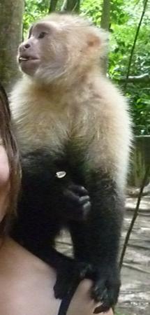 monkey small