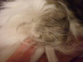 hair ball
