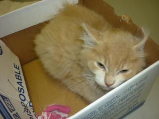small box kitten
