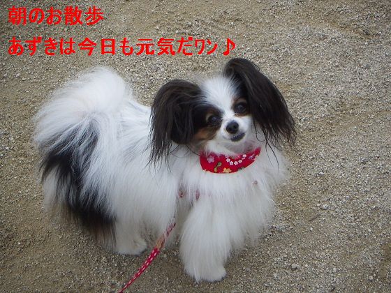 さんぽ1