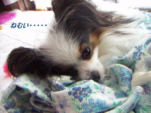 あずき4