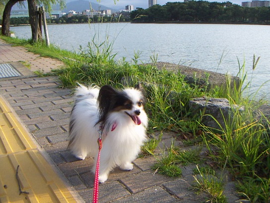 あずき5