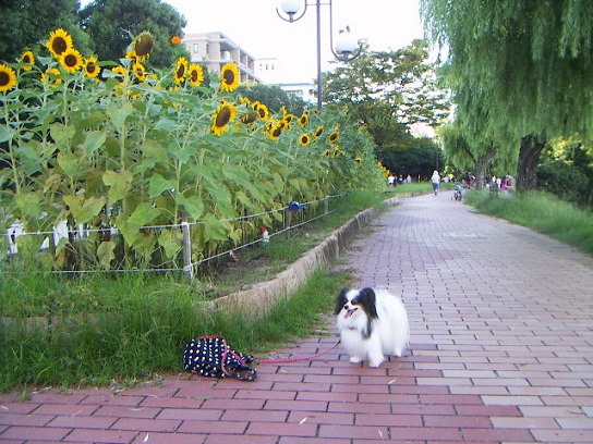 あずき12