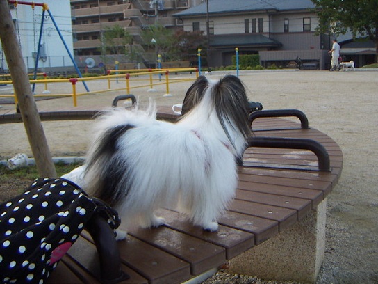 あずき53