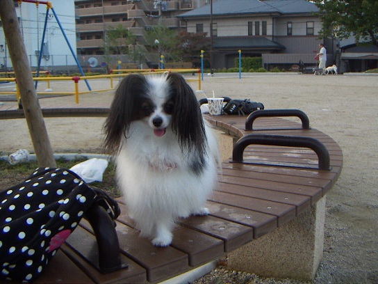 あずき56