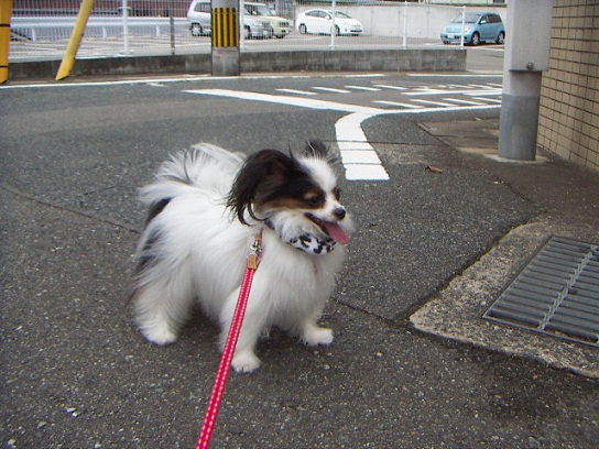 あずき111