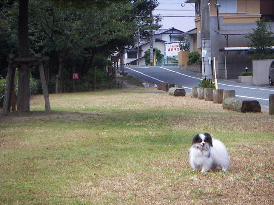 あずき2
