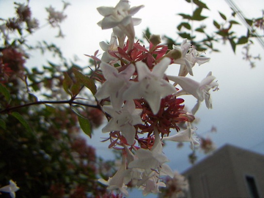 あずき1