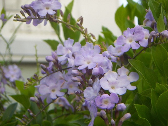 お花