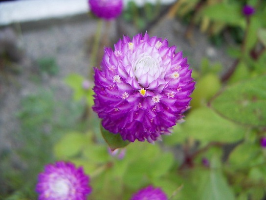 お花