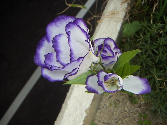 お花