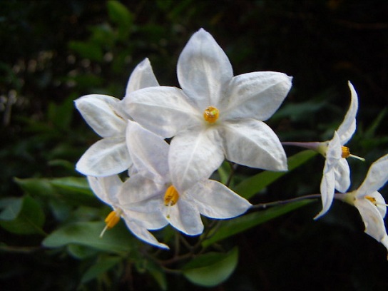 お花