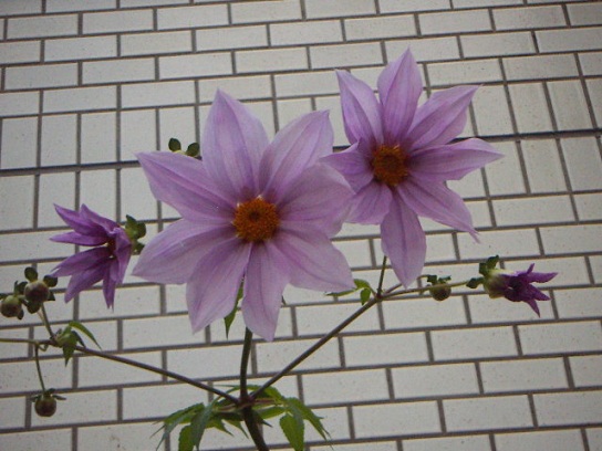 お花