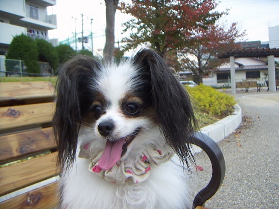 お友だちのワンとご挨拶