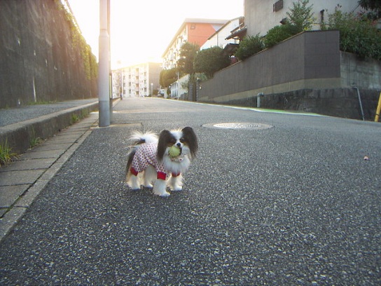 早く公園いくわよ