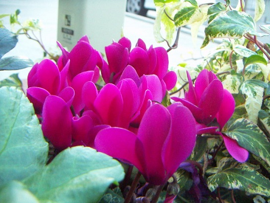 お花