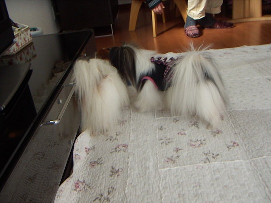 こんにちわ