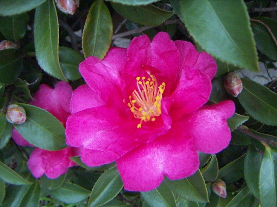 お花