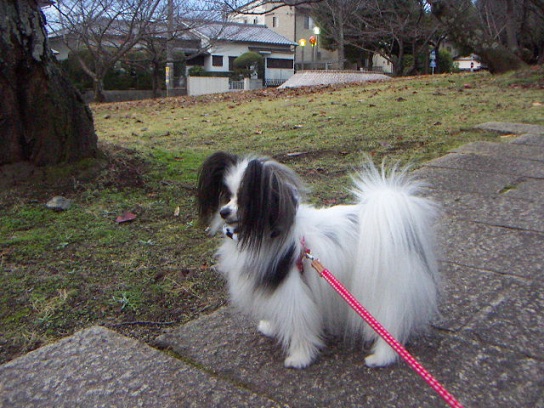 パパこっちいくわよ