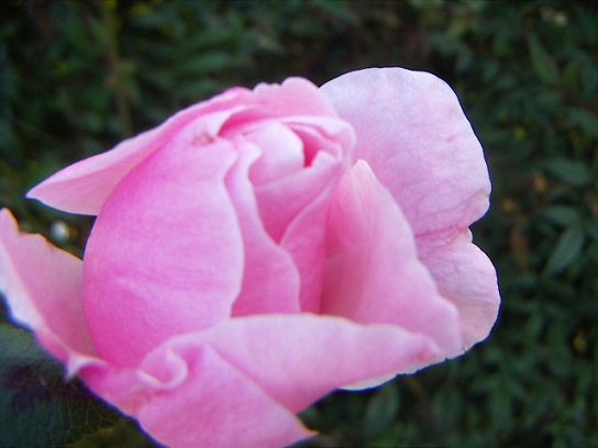 お花