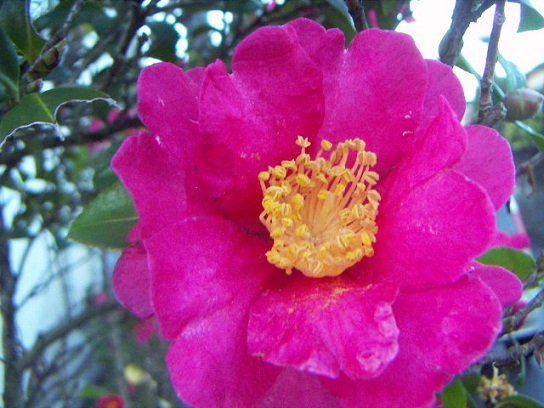 お花