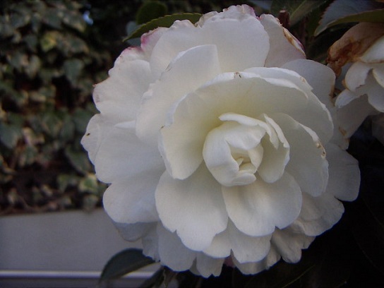 お花