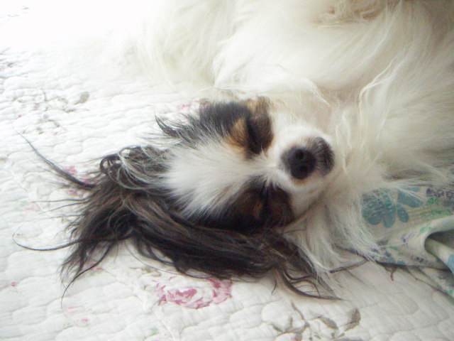 PICT0019.jpg