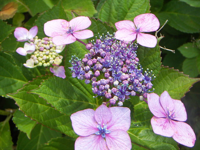 PICT0038.jpg