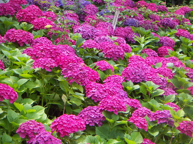 PICT0039.jpg