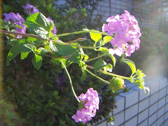 PICT0054_20120826111647.jpg