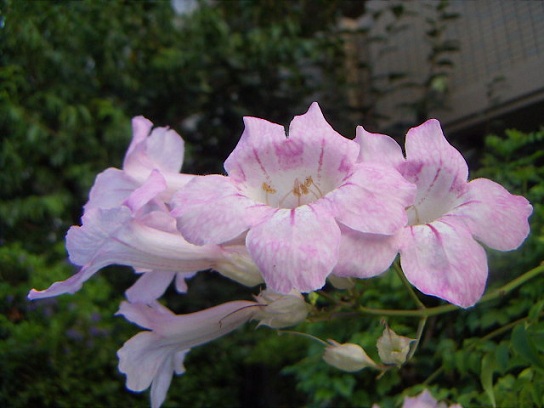 PICT0068.jpg