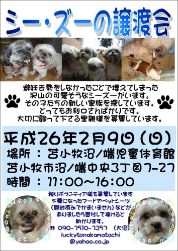 シーズーチラシ