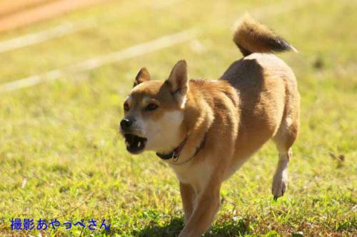 DSC_3263+AZUKI.jpg