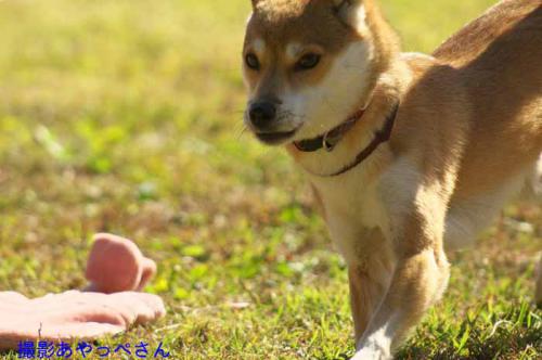 DSC_3266+AZUKI.jpg