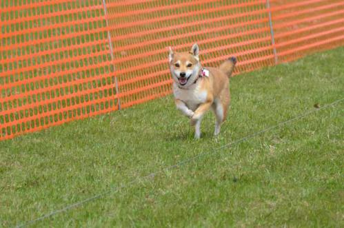 DSC_3945-AZUKI.jpg