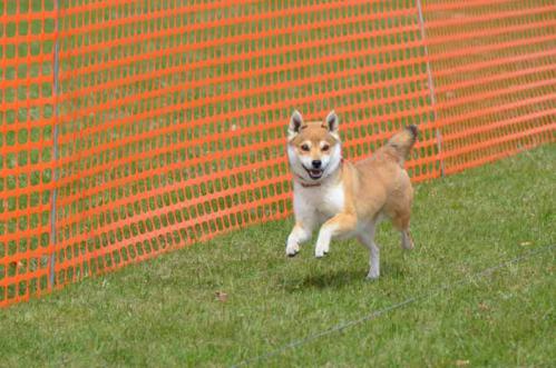 DSC_3947-AZUKI.jpg