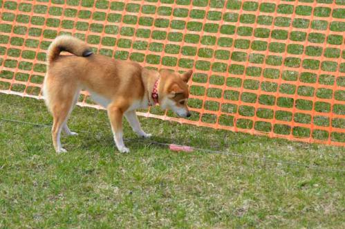 DSC_3949-AZUKI.jpg