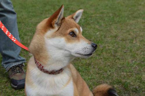 DSC_4056-AZUKI.jpg