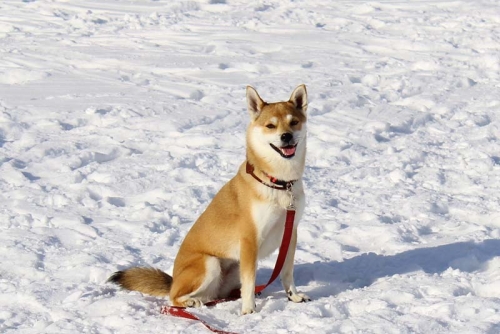 IMG_1187_AZUKI.jpg