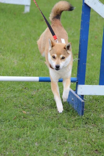 IMG_1226+AZUKI_20131231214736c7d.jpg
