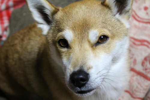 IMG_1248_AZUKI.jpg